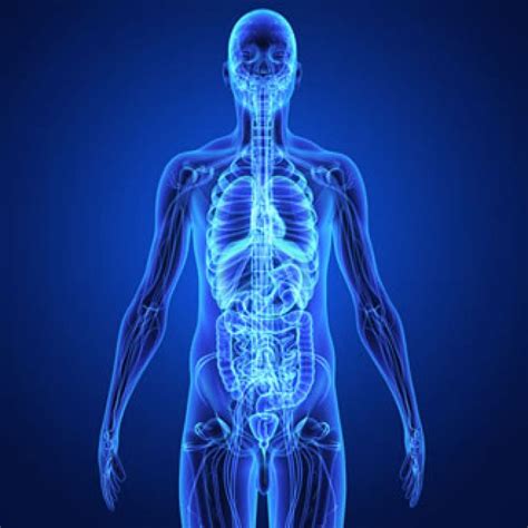 Anatomia Del Corpo Umano