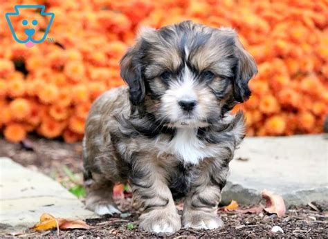 Shih Tzu Mix Puppies For Sale Puppy Adoption Keystone