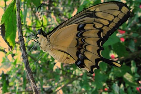 Por qué el mimetismo de la mariposa de cola de golondrina