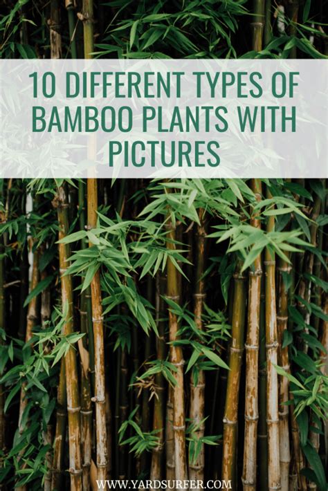 10 Different Types Of Bamboo Plants With Pictures Yard