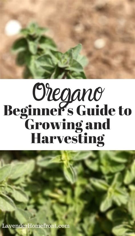 This Ultimate Guide To Growing Oregano Will Help You Grow