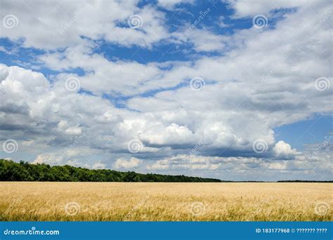 Landscape With A Field Of Wheat Trees And Clouds In The Blue Sky Stock