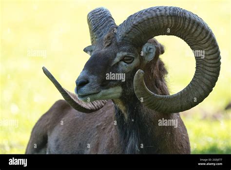 Mufflon Ovis Gmelini Musimon Male Maennchen Mouflon Horn