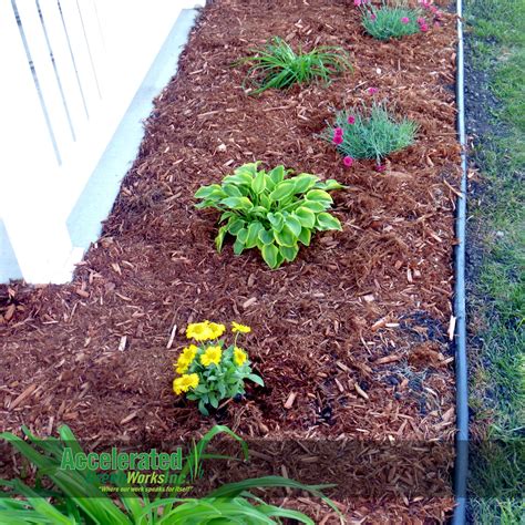 Adding a layer of mulch around it will help to protect the roots and retain soil moisture. Cedar mulch is a good "filler" for landscaping beds with ...