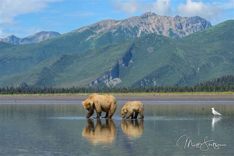 Bears Of Lake Clark National Park Alaska Presentation