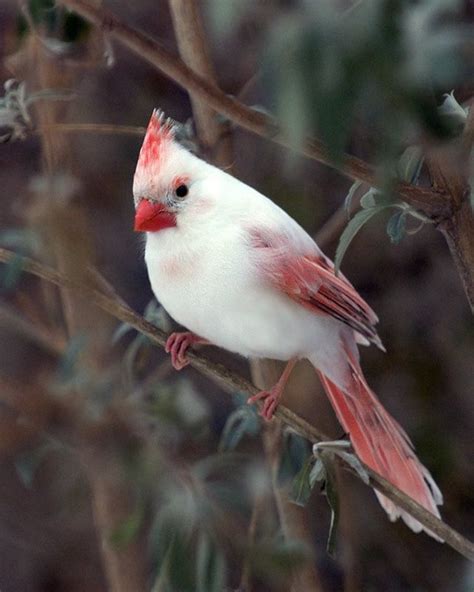 Albino Cardinal 3 Flickr Photo Sharing Kinds Of Birds All Birds