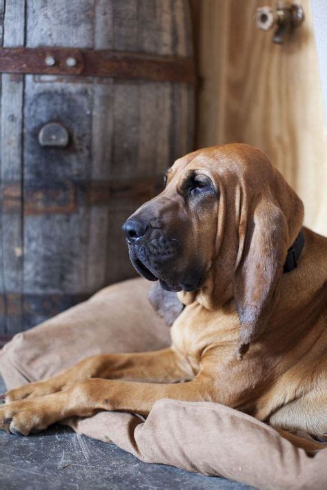 900 Bloodhounds Ideas In 2021 Bloodhound Dogs Bloodhound Dogs