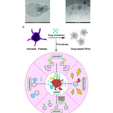 PDF Platelets And Platelet Extracellular Vesicles In Drug Delivery