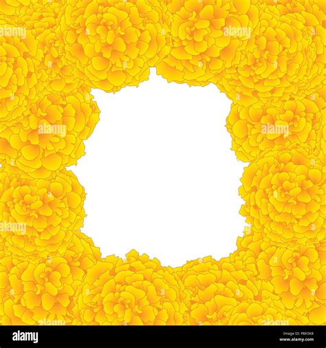 Yellow Marigold Border Isolated On White Background Vector