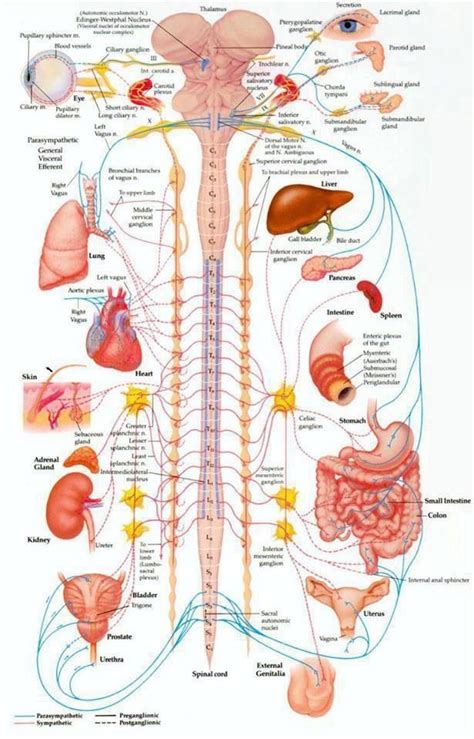 Your Spine Protects The Wiring To All Of The Organs Of Your Body Check
