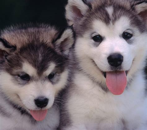 Alaskan Malamute Puppy Picture Puppy Pictures And Information