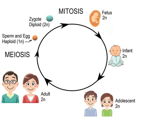 Meiosis Role And Relevance In The Life Cycle Oto