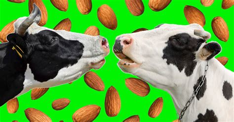 The Irresistible Rise Of Alternative Milks Like Oatly Has Dairy Farmers