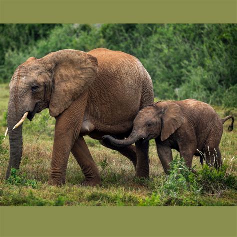 How Long Are Elephants Pregnant Labour And Birth Process Animal Ways