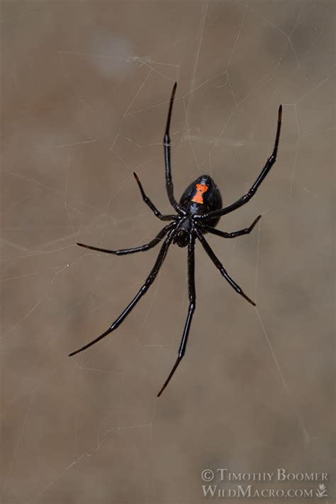 Western Black Widow Spider Latrodectus Hesperus Pictures Wild Macro