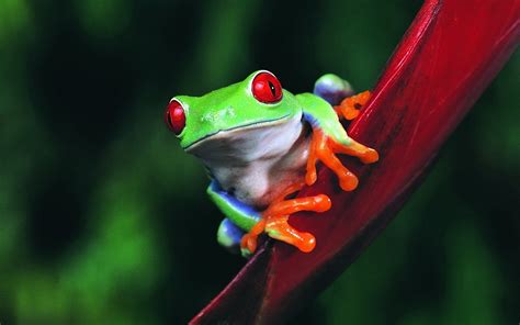 Red Eyed Tree Frog Wallpapers Wallpaper Cave