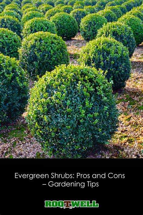 Evergreen Shrubs Pros And Cons Gardening Tips Evergreen Shrubs