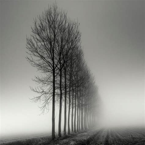 Tree Landscape Photography By Pierre Pellegrini
