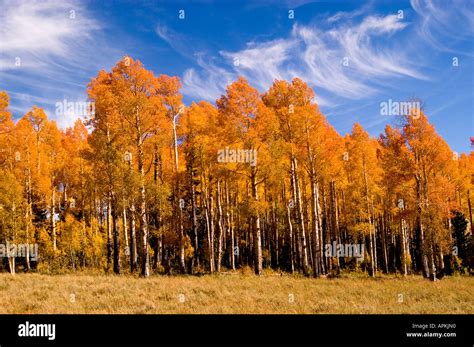 Golden Aspen Leaves Aspen Trees In Fall White Bark Autumn Fall Leaves