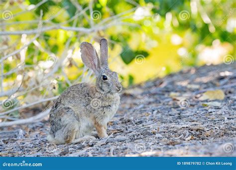 Close Up Shot Of A Cute Cottontail Rabbit Stock Photo Image Of