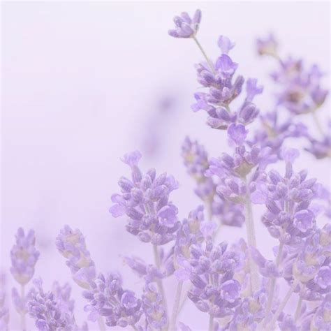 Lovely Lavenders Pastel Purple Background Decor Society6 Buyart