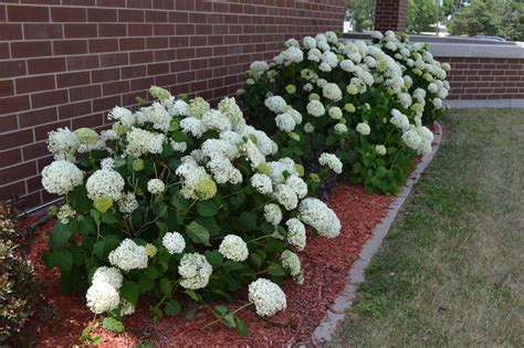 Annabelle Hydrangea Is A Fast Growing Deciduous Shrub