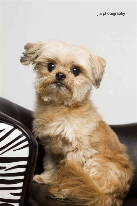 And the as a reminder, los angeles city residents may have up to three registered dogs and three cats in their home without applying for. Adopt Gizmo II on | Shih tzu, Pets, Shih tzu dog