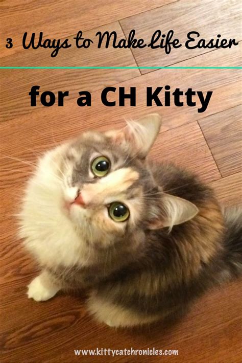 Find specific details on this topic and related topics from the msd vet manual. 3 Ways to Make Life Easier for a CH Kitty - Kitty Cat ...