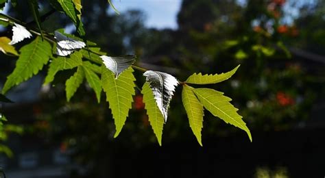 Maybe you would like to learn more about one of these? How the Neem Tree Fulfills Revelation 22:2 — Charisma News