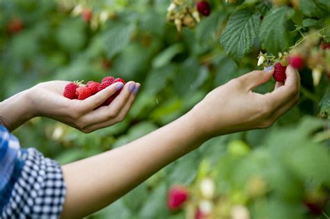 Meist wird der mais ab mitte september mit großen maschinen, den maishäckslern, geerntet. Himbeeren pflücken: Wann wird geerntet? - Plantura