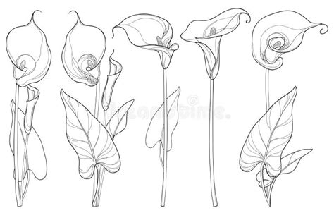 How To Draw A Calla Lily Flower Thank You For Everyone Who