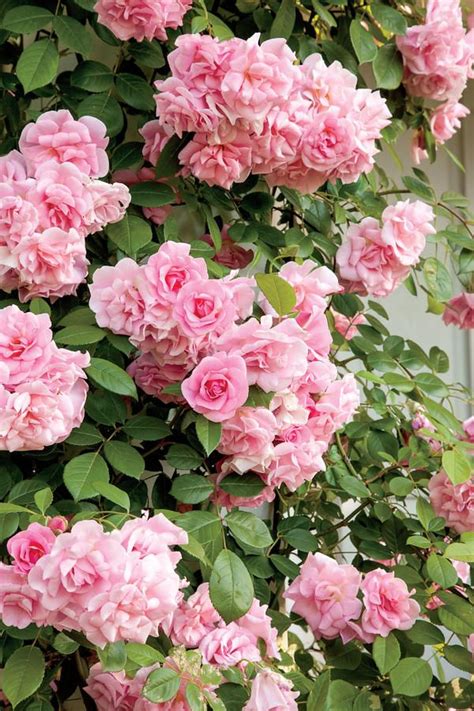 Our Favorite Climbing Roses Climbing Roses Trellis Rose