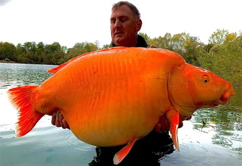 صور رجل يصطاد سمكة كارب ذهبية عملاقة تزن أكثر من ثلاثين كيلوغراما