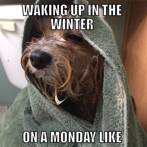 Sofia Winter Monday Mornings Dog Meme Funny Dog Memes Funny Dog Memes