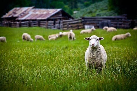 Sheep Grazing In A Pasture By Ryan Mcgehee On Creativemarket Sheep