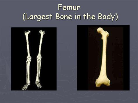 Largest Bone In Human Body