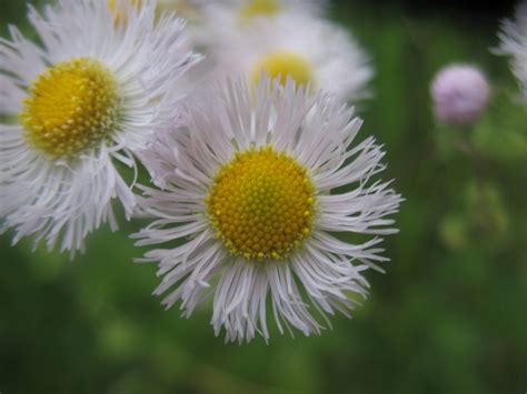 identification - What is this small, daisy-like wildflower found in ...