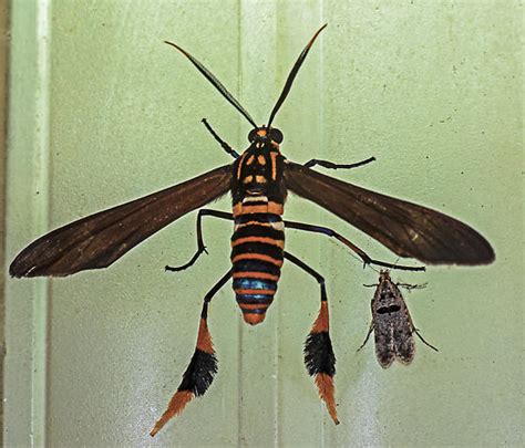 Texas Wasp Moth Horama Panthalon Texana Horama Panthalon Bugguidenet