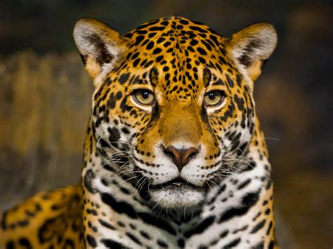 They are a pure representation of strength and power, and we can pick up this energy by only looking at a jaguar up close. Beautiful big jaguar closeup wallpapers and images ...