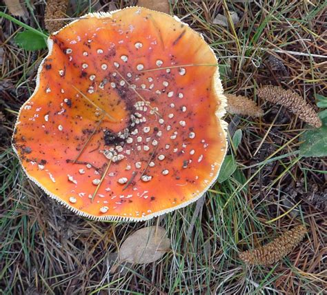 Razón Del Gusto Reino Fungi