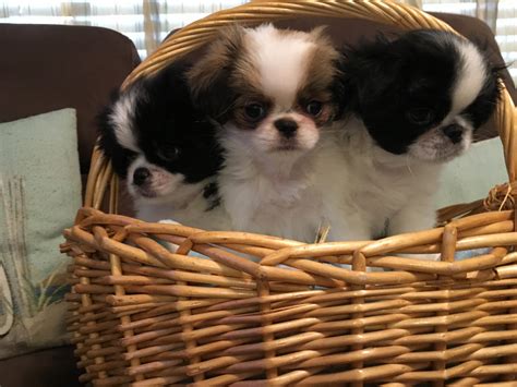 Beautiful tiny japanese chin puppies! Japanese Chin Puppies For Sale | Bradenton, FL #305111