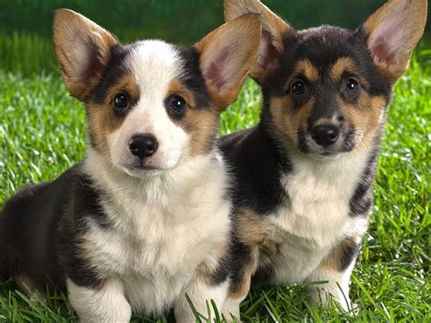 Find images of corgi puppy. Rules of the Jungle: Corgi puppies