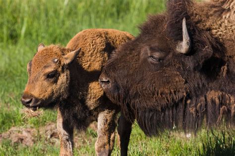 Amazing Animal Moms Of Will County Forest Preserve District Of Will