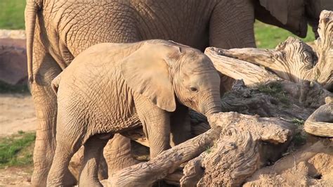 Baby Elephant San Diego Zoo Safari Park Travel For Kids Youtube