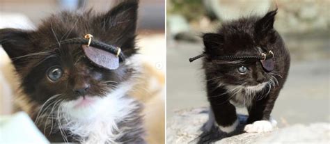 Tiny Kitten Gets A Miniature Eye Patch After Suffering An Eye Infection