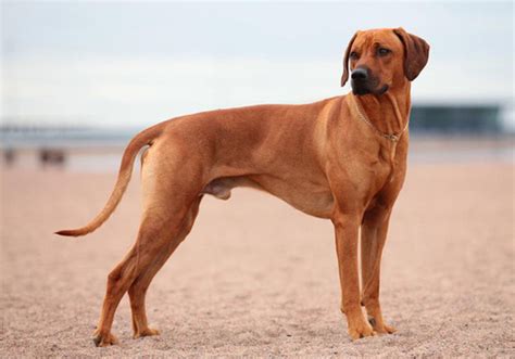 Rhodesian Ridgeback Dog Breed Characteristic Daily And Care Facts