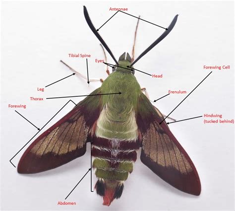 Anatomy Of A Moth Anatomy Book
