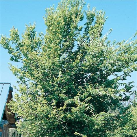55 Gallon Yellow Common Hackberry Shade Tree In Pot With Soil L12013 At