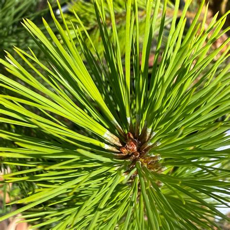 Pinus Ponderosa Ponderosa Pine Plantas Nativa Llc Online Store
