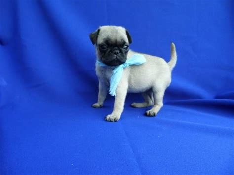 These pug puppies located in michigan come from different cities, including Pug Puppies For Sale | Detroit, MI #270245 | Petzlover